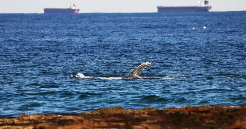 Whale Watching Spectacle Transforms Newcastle Baths Into Natural Theatre