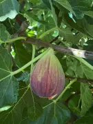 Fig Wasps: The Secret Heroes of Your Backyard Fig Tree | Australian Gardening Guide