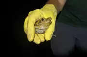 Gold Coast's Cane Toad Invasion: Community Rallies for Record-Breaking Cleanup