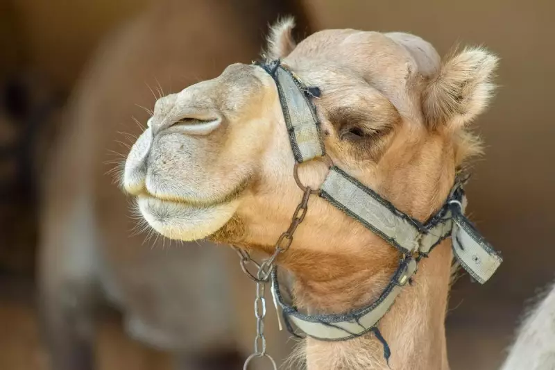 Australian Camels Hold Key to Revolutionary Brain Disorder Treatments: Alzheimer's Breakthrough