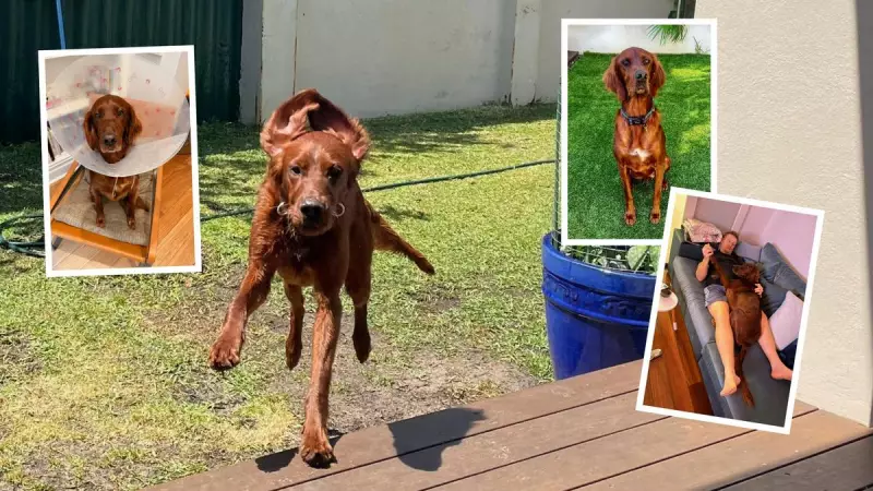 Clancy the Conehead: Perth's Four-Year-Old Koala Defies Maturity