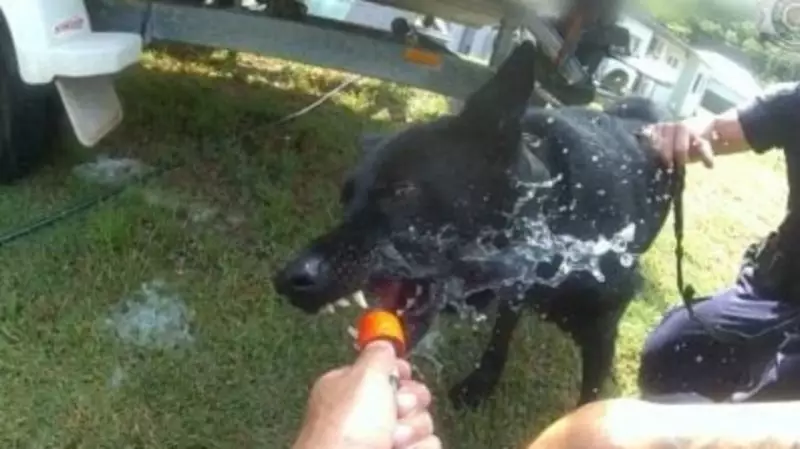 Police Dog Duke's Bush Pursuit Nabs Alleged Cairns Car Thief