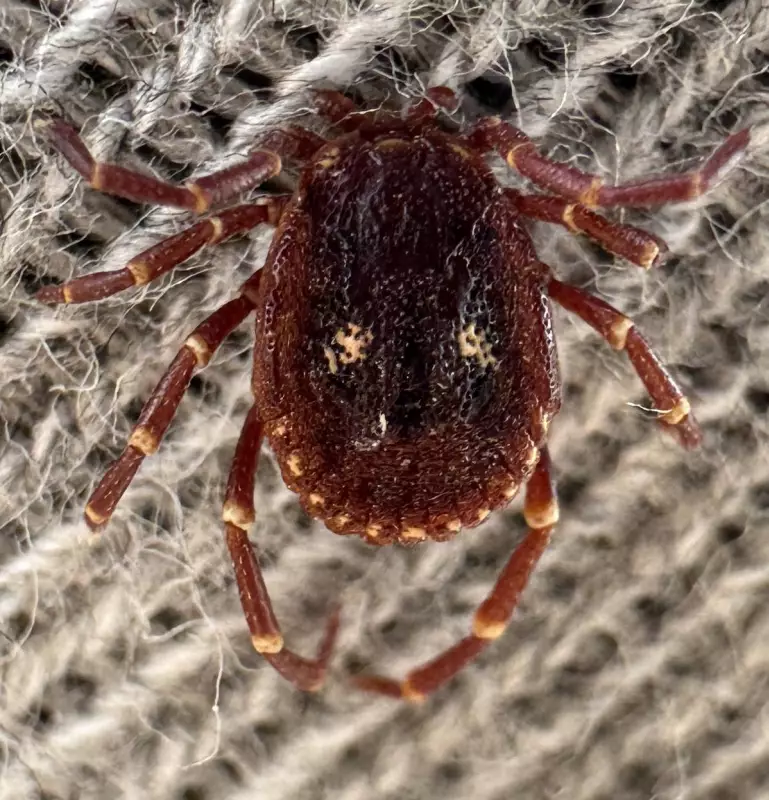 WA's Tick Season Peaks: Expert Tips for Perth Bushwalkers
