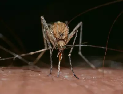 Peel Region Mosquito Boom Sparks Ross River Virus Surge in 2025