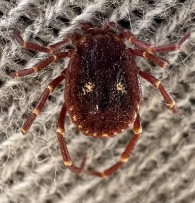 WA's Tick Season Peaks: Expert Tips for Perth Bushwalkers