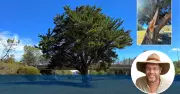 Canberra's Historic Conifer Faces Chop for Light Rail Project