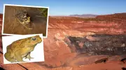 Cane Toad Invasion Threatens Pilbara's Lucrative Mining Sector