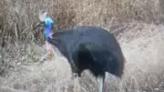 Cassowary Mystery in Far North Queensland Bush Sparks Bafflement and Theories