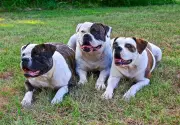 Cockburn Council Reverses Decision: Three American Bulldogs Can Stay