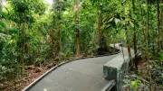 Daintree's $4.5m Accessible Rainforest Boardwalk Opens to Public