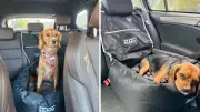 Game-Changer: Aussie Pet Owner's Car Seat Fix for Dog Motion Sickness