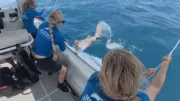 Heroic Queensland Rescue: Endangered Grey Nurse Shark Saved Off North Stradbroke Island
