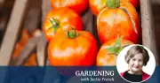 How to Grow Ripe Tomatoes by Christmas in Australia