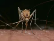 Peel Region Mosquito Boom Sparks Ross River Virus Surge in 2025