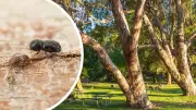 Perth homeowners to pay for shot-hole borer tree management