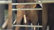 Perth Zoo's Final Elephant Putra Mas Begins New Life at Monarto Safari Park