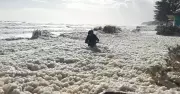 SA's Toxic Algal Bloom Kills 90,000+ Marine Animals, Foam Blankets Beaches