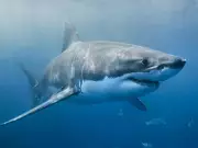 Shark Encounter Near Exmouth: Fisherman Fends Off Bull Sharks