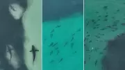 Shark Spectacle Stuns Moreton Island: Hundreds Spotted Just Metres From Shore