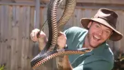 Venomous Snakes Invade Geelong Pools and Backyards, Prompting Warnings