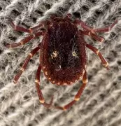 WA's Tick Season Peaks: Expert Tips for Perth Bushwalkers