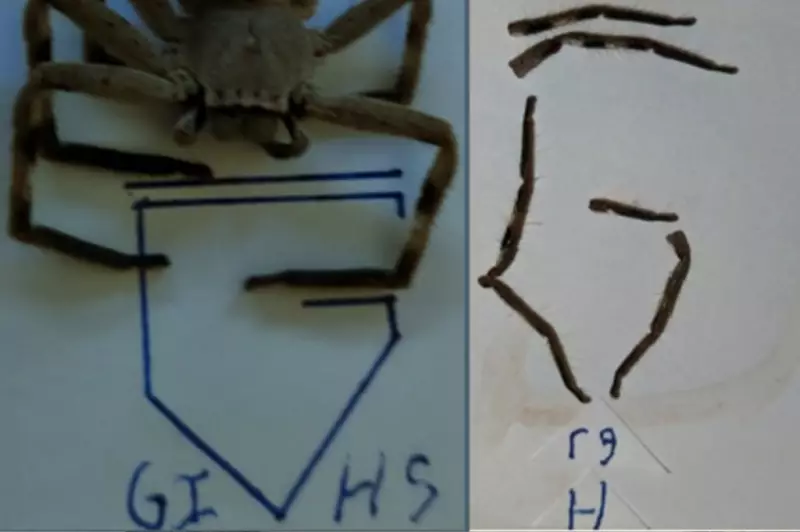 Adelaide School Threat Emails Continue for Over a Year, Police Appeal for Help