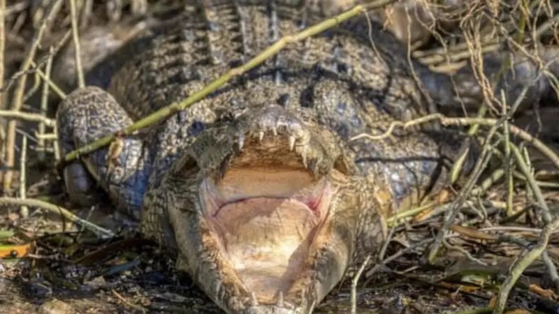Crocodile Snatches Pet Dog from Beach at Cape Tribulation Resort