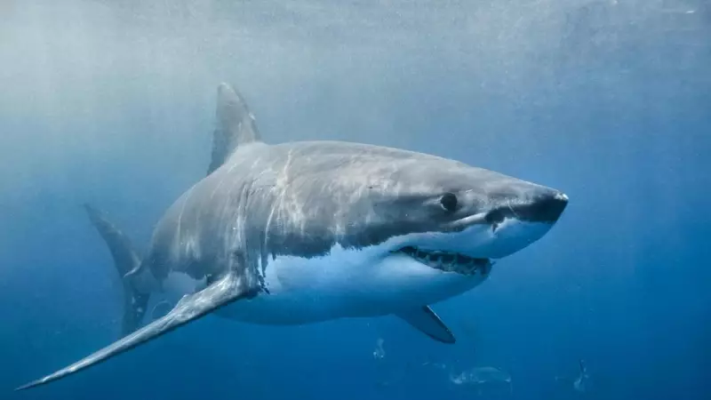Great White Shark Encounter: Spearfisherman's Close Call at Esperance