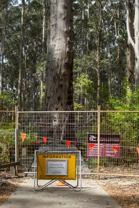 Pemberton's Gloucester Tree May Miss 2025 Reopening, DBCA Confirms