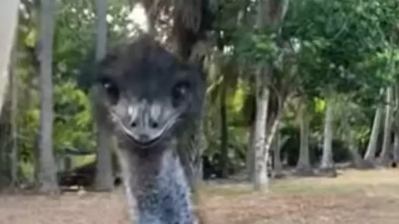 Townsville drivers face roaming crocodile and pet emu on local roads