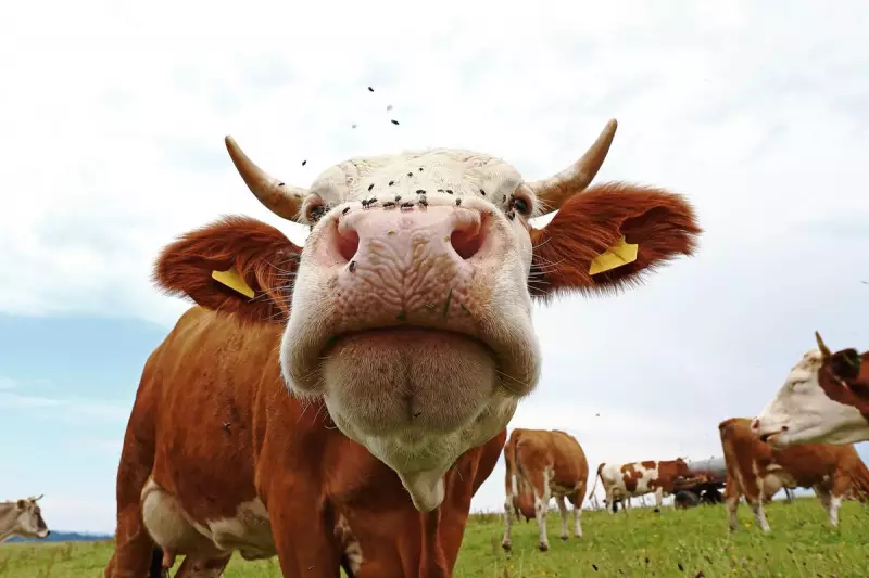 WA's 40-Year Fly Plague: Wet Winter, Missing Beetles Create Perfect Storm