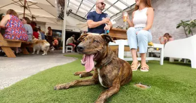 10 Dog-Friendly Pubs & Breweries in the Illawarra for Summer 2025