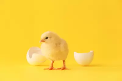 A Visit to the Animal Farm: Confronting Life's Big Questions