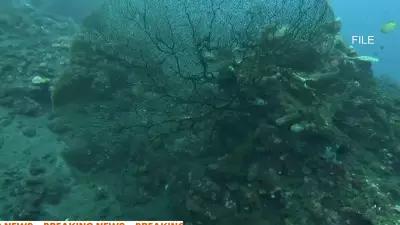 Australian Diver, 40, Dies in Bali After Panic at 15 Metres Depth