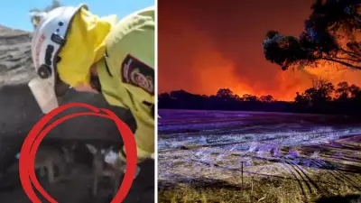 Boddington Bushfire: Heartwarming Video Shows Firefighters Giving Water to Joey Pair