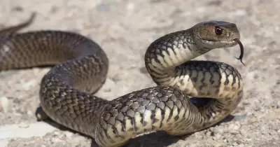 Bumper Season for Deadly Eastern Brown Snakes in Shoalhaven After Hiker Bite