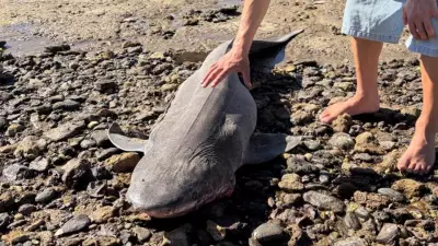 Great White Shark Safely Released After Capture Near Thirteenth Beach