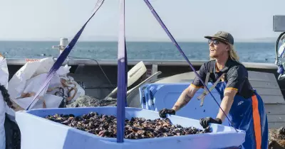 Jervis Bay Mussels Pack a Potent Omega-3 Punch, Research Confirms