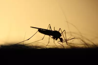 Mandurah Ross River Virus Alert: Hot Weather Spikes Mosquito-Borne Disease Risk
