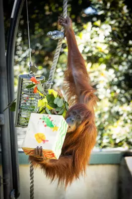 Perth Zoo Orangutans Enjoy Early Christmas Gifts in Enrichment Tradition