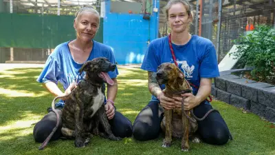 Queensland Shelters Urge Caution Over Christmas Pet Adoptions