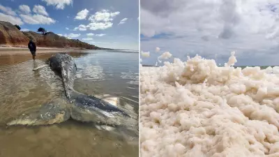 SA's Coastline Clears: Toxic Algae Bloom Recedes, Bringing Holiday Relief