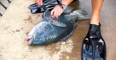 Speared Blue Groper Sparks Outcry, Fuels Push for Central Coast Marine Reserve