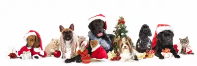 Top Christmas Pet Gift Deals 2025: Save on Treats, Beds & More