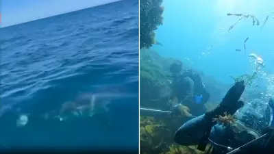 WA Diver Survives Great White Shark Attack Pinned to Ocean Floor