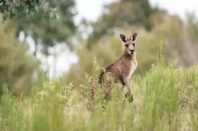 Wanneroo Installs 250 Wildlife Signs to Curb Road Deaths, Protect Species