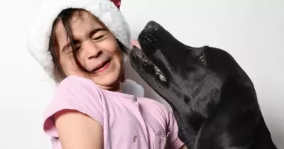 Zeus the black Labrador: Hunter puppy in training to become a seeing eye dog