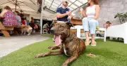 10 Dog-Friendly Pubs & Breweries in the Illawarra for Summer 2025