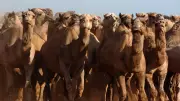 Australia's Best Camel Sought in New National Competition