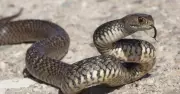 Bumper Season for Deadly Eastern Brown Snakes in Shoalhaven After Hiker Bite